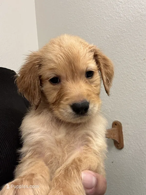 Bear – Golden Retriever puppy for sale in Riverview, FL