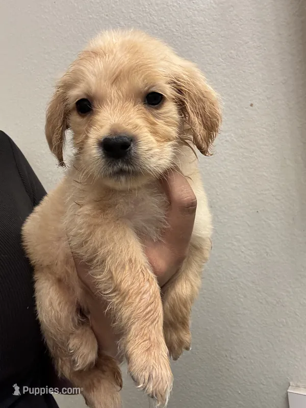 Teddy – Golden Retriever puppy for sale in Riverview, FL