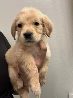 Teddy, a male Golden Retriever for sale in Riverview, FL – 1 of 3