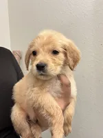 Teddy, a male Golden Retriever for sale in Riverview, FL – 2 of 3