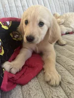 Peanut, a male Golden Retriever for sale in Riverview, FL – 5 of 6
