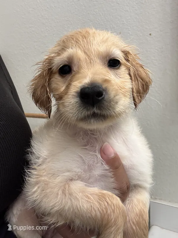 Daisy – Golden Retriever puppy for sale in Riverview, FL