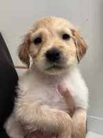 Daisy, a female Golden Retriever for sale in Riverview, FL – 1 of 3