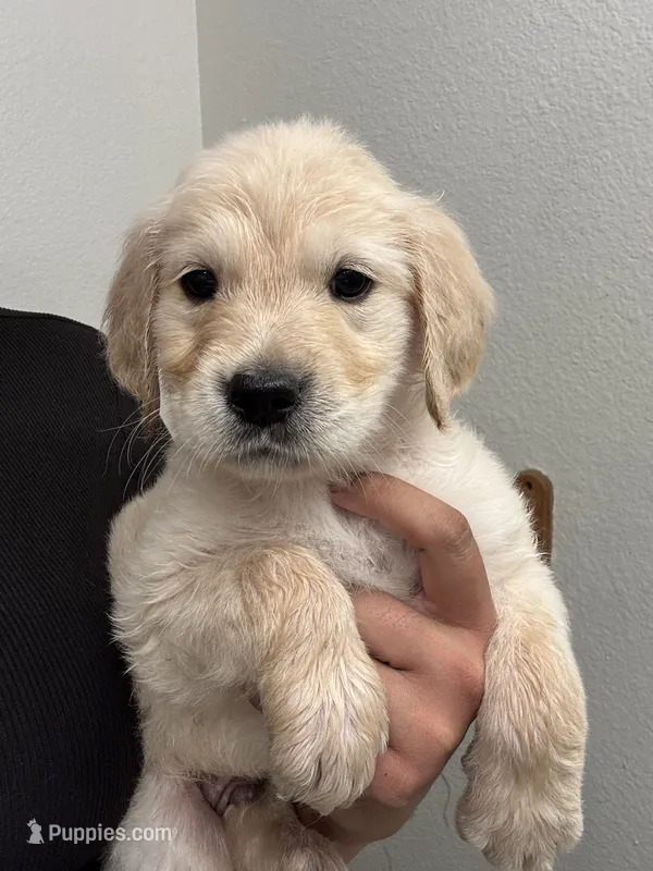Gus – Golden Retriever puppy for sale in Riverview, FL