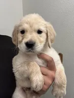 Gus, a male Golden Retriever for sale in Riverview, FL – 1 of 2