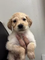 Daisy, a female Golden Retriever for sale in Riverview, FL – 2 of 3
