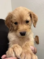 Bear, a male Golden Retriever for sale in Riverview, FL – 3 of 3