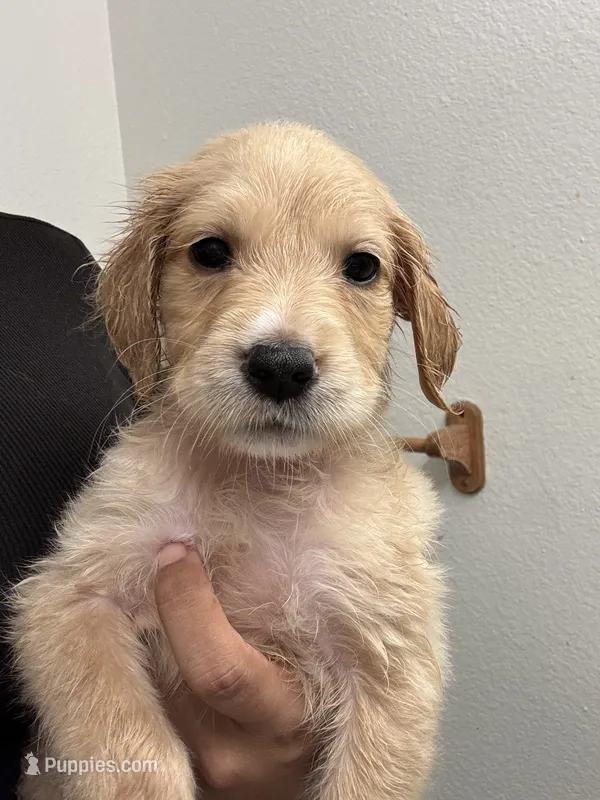 Molly – Golden Retriever puppy for sale in Riverview, FL