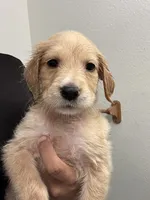 Molly, a female Golden Retriever for sale in Riverview, FL – 1 of 2