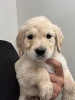 Gus, a male Golden Retriever for sale in Riverview, FL – 2 of 2