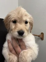 Oakley, a male Golden Retriever for sale in Riverview, FL – 1 of 3