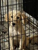 Enzo, a male Golden Retriever for sale in Riverview, FL – 3 of 3
