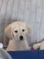 Peanut, a male Golden Retriever for sale in Riverview, FL – 6 of 6