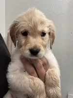 Oakley, a male Golden Retriever for sale in Riverview, FL – 2 of 3