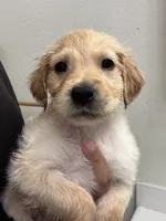 Daisy, a female Golden Retriever for sale in Riverview, FL – 3 of 3
