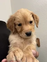 Bear, a male Golden Retriever for sale in Riverview, FL – 2 of 3