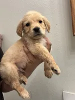 Teddy, a male Golden Retriever for sale in Riverview, FL – 3 of 3