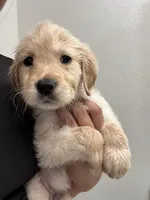 Oakley, a male Golden Retriever for sale in Riverview, FL – 3 of 3