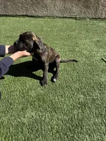 Brindle, a female Cane Corso for sale in Perris, CA – Photo 3 of 3