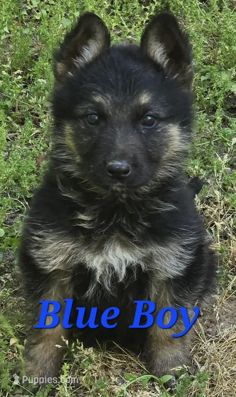 BLUE BOY (MAX) – German Shepherd Dog puppy for sale in Cleveland, GA