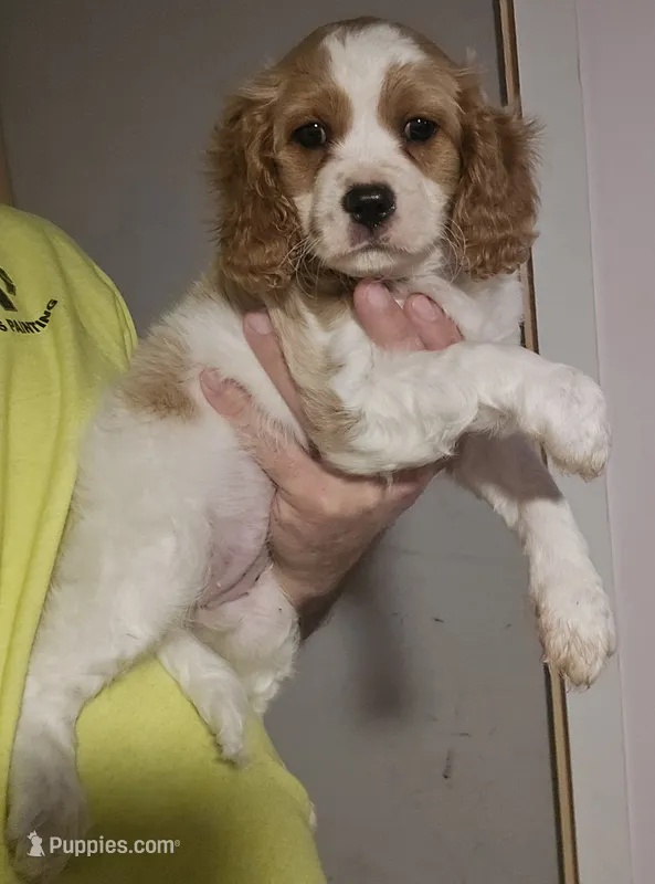 Mia – Cavapoo puppy on hold in Cleveland, GA