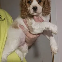 Mia, a female Cavapoo for sale in Cleveland, GA – Photo 1 of 3