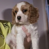 Mia, a female Cavapoo for sale in Cleveland, GA – Photo 3 of 3