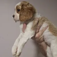 Mia, a female Cavapoo for sale in Cleveland, GA – Photo 2 of 3