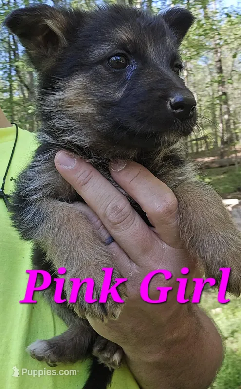 Mia  – German Shepherd Dog puppy for sale in Cleveland, GA