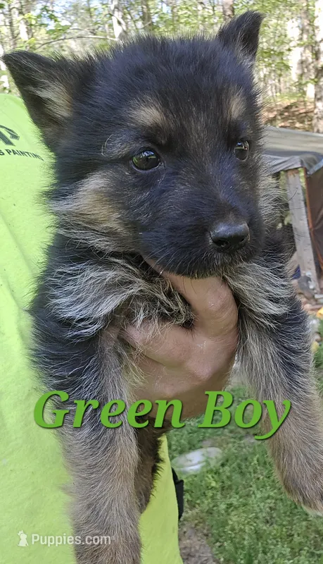 Bruno – German Shepherd Dog puppy for sale in Cleveland, GA