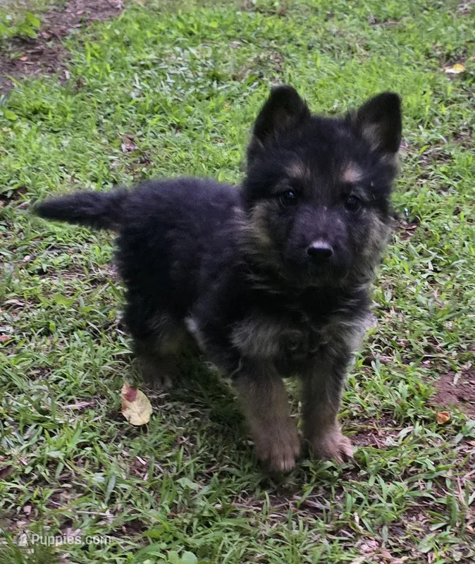 Bruno – German Shepherd Dog puppy for sale in Cleveland, GA