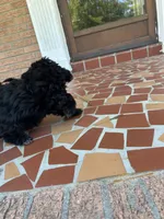 Purple, a female Schnoodle for sale in Columbia, SC – 4 of 4