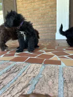 Purple, a female Schnoodle for sale in Columbia, SC – 2 of 4
