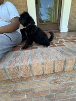 Purple, a female Schnoodle for sale in Columbia, SC – 3 of 4