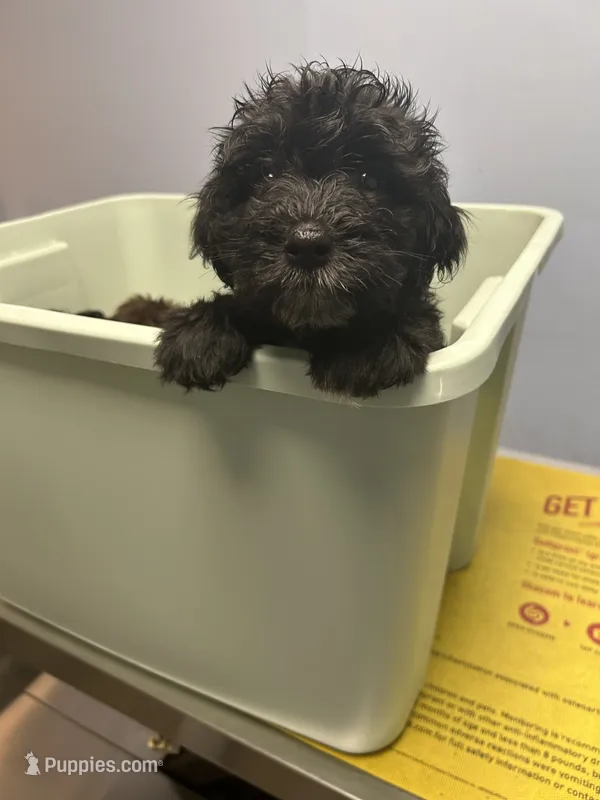 Purple – Schnoodle puppy for sale in Columbia, SC