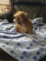 Apricot, a male Shorkie for sale in New Britain, CT – 5 of 6