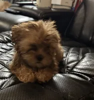 Apricot, a male Shorkie for sale in New Britain, CT – 4 of 6