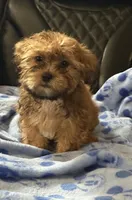 Apricot, a male Shorkie for sale in New Britain, CT – 3 of 6