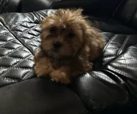 Apricot, a male Shorkie for sale in New Britain, CT – 2 of 6