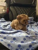 Apricot, a male Shorkie for sale in New Britain, CT – 6 of 6