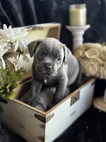 BluBell, a female Cane Corso for sale in Hines, OR – 2 of 4
