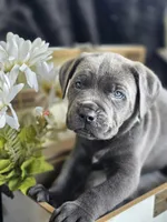 Storm, a male Cane Corso for sale in Hines, OR – 4 of 5