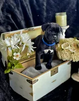 Lucky, a male Cane Corso for sale in Hines, OR – 2 of 5