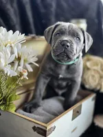 Storm, a male Cane Corso for sale in Hines, OR – 2 of 5