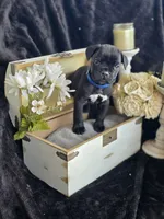 Lucky, a male Cane Corso for sale in Hines, OR – 5 of 5