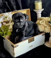 Venom, a male Cane Corso for sale in Hines, OR – 2 of 4