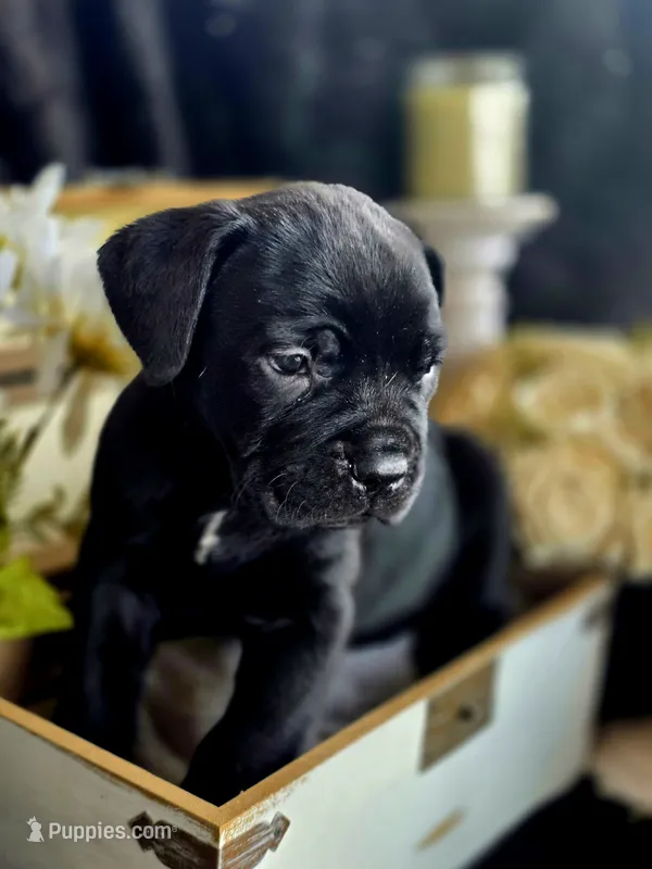 Venom – Cane Corso puppy for sale in Hines, OR