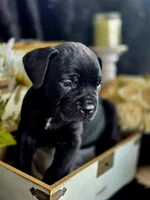 Venom, a male Cane Corso for sale in Hines, OR – 1 of 4