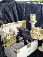 Lucky, a male Cane Corso for sale in Hines, OR – 4 of 5