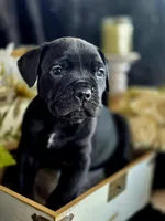 Venom, a male Cane Corso for sale in Hines, OR – 4 of 4
